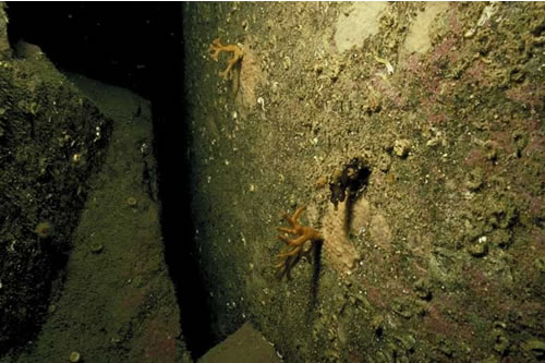 CR.MCR.ECCR.CarSp Caryophyllia (Caryophyllia) smithii, sponges and crustose communities on wave-exposed circalittoral rock, Dubh Sgeir, entrance to loch, Loch Tamanavay, Lewis. Sue Hiscock© JNCC