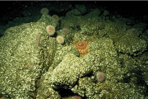 CR.MCR.ECCR.FaAlCr.Pom Faunal and algal crusts with Spirobranchus triqueter and sparse Alcyonium digitatum on exposed to moderately wave-exposed circalittoral rock, SE Blue Caps, farnes. Teresa Bennett© JNCC