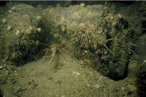 CR.LCR.BRAS.AntAsH Antedon spp., solitary ascidians and fine hydroids on sheltered circalittoral rock, NW Sligneach Mor, Loch Sunart. Dale Rostron© JNCC