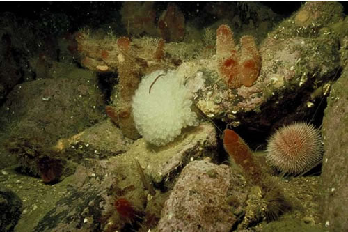 CR.LCR.BRAS.AmenCio.Ant Solitary ascidians, including Ascidia mentula and Ciona intestinalis, with Antedon spp. on wave-sheltered circalittoral rock, Skerry west of Sgeir Fhada, Loch Sunart. Christine Howson© JNCC