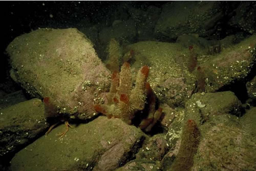 CR.LCR.BRAS.AmenCio.Ant Solitary ascidians, including Ascidia mentula and Ciona intestinalis, with Antedon spp. on wave-sheltered circalittoral rock, Skerry west of Sgeir Fhada, Loch Sunart. Christine Howson© JNCC