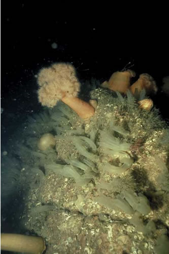 CR.LCR.BRAS.AmenCio.Ant Solitary ascidians, including Ascidia mentula and Ciona intestinalis, with Antedon spp. on wave-sheltered circalittoral rock, Unspecified location. ANON© JNCC