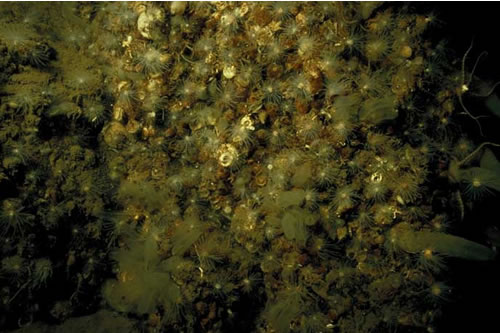 CR.LCR.BRAS.NovPro.FS Novocrania anomala and Protanthea simplex on very wave-sheltered circalittoral rock, S of Gertrude Rock, Loch Duich. Sue Hiscock© JNCC