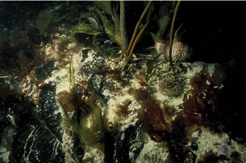 IR.HIR.KSED.XKScrR Mixed kelps with scour-tolerant and opportunistic foliose red seaweeds on scoured or sand-covered infralittoral rock, NE of Rubh Arisaig, Soth Channel, Loch nan Ceall. Keith Hiscock© JNCC