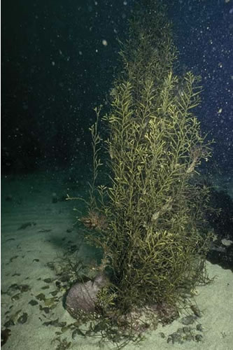 IR.HIR.KSED.XKHal Halidrys siliquosa and mixed kelps on tide-swept infralittoral rock with coarse sediment, Off Churn Rock, Farnes. Teresa Bennett© JNCC