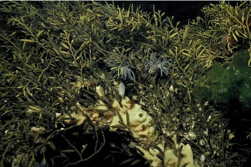 IR.HIR.KSED.XKHal Halidrys siliquosa and mixed kelps on tide-swept infralittoral rock with coarse sediment, Tob Valasay rapids, Tob Valasay, Lewis. Robert Irving© JNCC