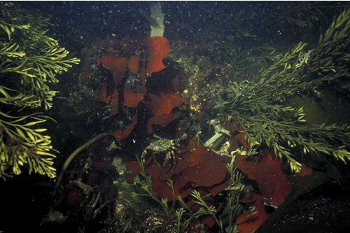 IR.HIR.KSED.XKHal Halidrys siliquosa and mixed kelps on tide-swept infralittoral rock with coarse sediment, Bun Sruth, Western Isles. ANON© JNCC