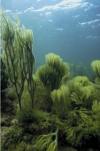 IR.LIR.K.Cod Codium spp. with red seaweeds and sparse Saccharina latissima on shallow, heavily-silted, very sheltered infralittoral rock, W Kirk Taing, North Sanday. Sue Scott© JNCC