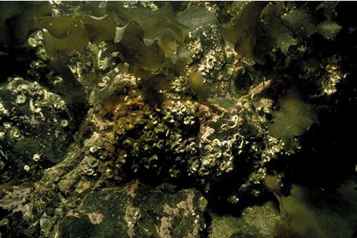 IR.LIR.K.SlatPsaVS Saccharina latissima and Psammechinus miliaris on variable salinity grazed infralittoral rock, E of Letterfearn, Loch Duich. Sue Hiscock© JNCC