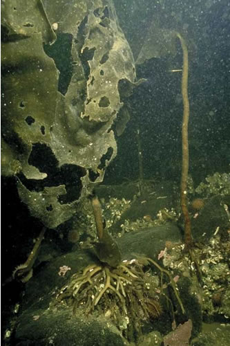 IR.LIR.K.SlatPsaVS Saccharina latissima and Psammechinus miliaris on variable salinity grazed infralittoral rock, E of Letterfearn, Loch Duich. Sue Hiscock© JNCC