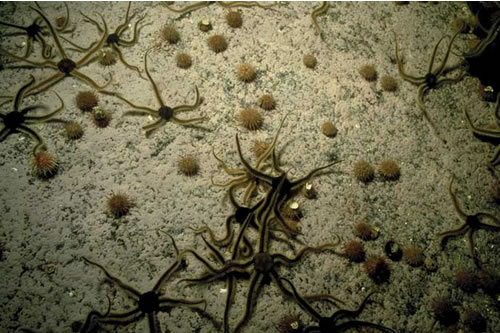 IR.LIR.K.SlatPsaVS Saccharina latissima and Psammechinus miliaris on variable salinity grazed infralittoral rock, S of Gertrude Rock, Loch Duich. Sue Hiscock© JNCC
