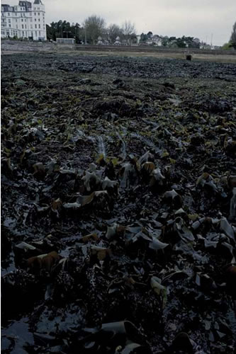 IR.LIR.K.Slat.Ldig Saccharina latissima and Laminaria digitata on sheltered sublittoral fringe rock, Devon/Cornwall?. Keith Hiscock© JNCC