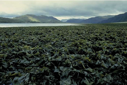 IR.LIR.K.Slat.Ldig Saccharina latissima and Laminaria digitata on sheltered sublittoral fringe rock, NW of Cnoc Cuil na Mine, Loch Alsh. Sue Hiscock© JNCC