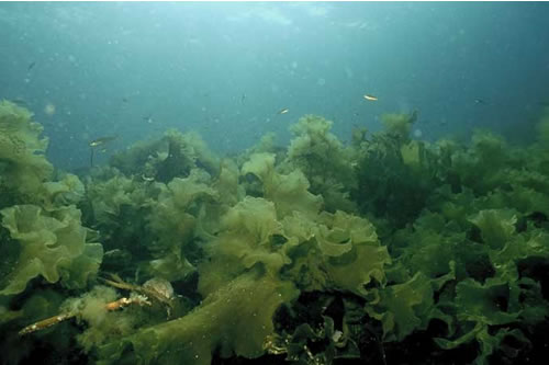 IR.LIR.K.Slat.Ft Saccharina latissima forest on very sheltered upper infralittoral rock, N Wiay, Loch Bracadale, Skye. Sue Hiscock© JNCC