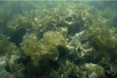 IR.LIR.K.Slat.Ft Saccharina latissima forest on very sheltered upper infralittoral rock, Loch an Obain, Eddrachillis Bay. Sue Scott© JNCC