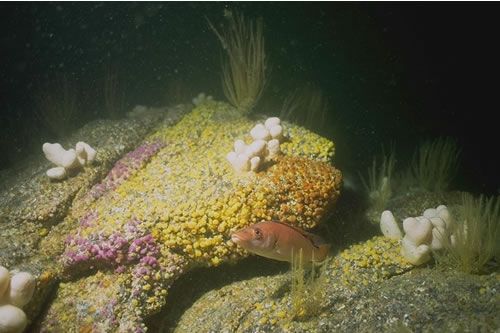 CR.HCR.XFA.CvirCri Corynactis viridis and a mixed turf of crisiids, Bugula, Scrupocellaria, and Cellaria on moderately tide-swept exposed circalittoral rock, W of Wagland Reef, Coverack. Eleanor Murray© JNCC