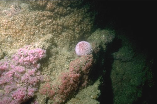 CR.HCR.XFA.CvirCri Corynactis viridis and a mixed turf of crisiids, Bugula, Scrupocellaria, and Cellaria on moderately tide-swept exposed circalittoral rock, Near Seals Rock, East coast of Lundy. Keith Hiscock© JNCC