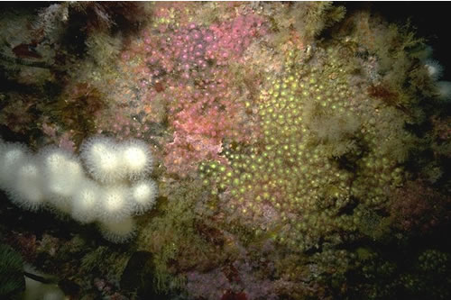 CR.HCR.XFA.CvirCri Corynactis viridis and a mixed turf of crisiids, Bugula, Scrupocellaria, and Cellaria on moderately tide-swept exposed circalittoral rock, Top of Hand Deeps reef, Plymouth. Paul Brazier© JNCC