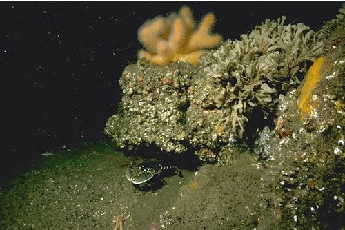 CR.MCR.ECCR.FaAlCr.Sec Alcyonium digitatum with Securiflustra securifrons on tide-swept moderately wave-exposed circalittoral rock, ENE Emanuel Head, Berwick. Rohan Holt© JNCC