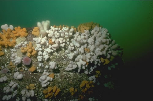 CR.MCR.ECCR.FaAlCr.Adig Alcyonium digitatum, Spirobranchus triqueter, algal and bryozoan crusts on wave-exposed circalittoral rock, St. Abbs lighthouse, St. Abbs Head. Rohan Holt© JNCC