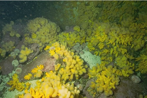 CR.MCR.ECCR.FaAlCr.Adig Alcyonium digitatum, Spirobranchus triqueter, algal and bryozoan crusts on wave-exposed circalittoral rock, Stacks of Scroo, Fair Isle. Sue Hiscock© JNCC