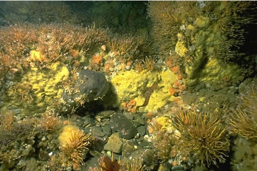 CR.HCR.FAT.CTub.CuSp Tubularia indivisa and cushion sponges on tide-swept turbid circalittoral bedrock, S end, Kyle Rhea, Skye. Sue Hiscock© JNCC