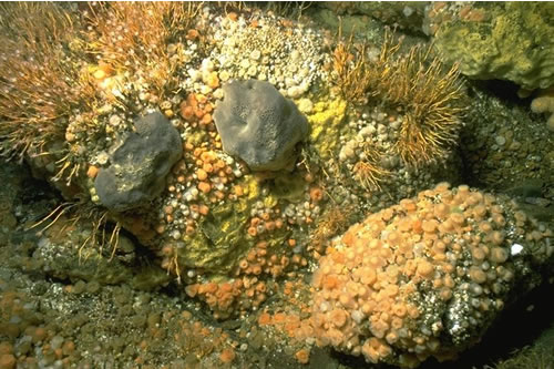 CR.HCR.FAT.CTub.CuSp Tubularia indivisa and cushion sponges on tide-swept turbid circalittoral bedrock, S end, Kyle Rhea, Skye. Sue Hiscock© JNCC