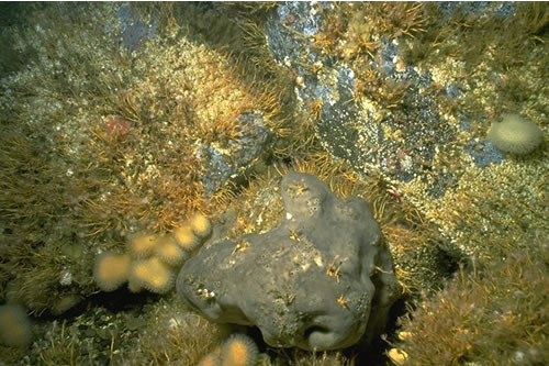 CR.HCR.FAT.BalTub Balanus crenatus and Tubularia indivisa on extremely tide-swept circalittoral rock, S end, Kyle Rhea, Skye. Sue Hiscock© JNCC