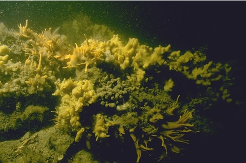 CR.MCR.CFaVS.CuSpH Cushion sponges and hydroids on turbid tide-swept sheltered circalittoral rock, Barton Cliff, Milford Haven. Keith Hiscock© JNCC