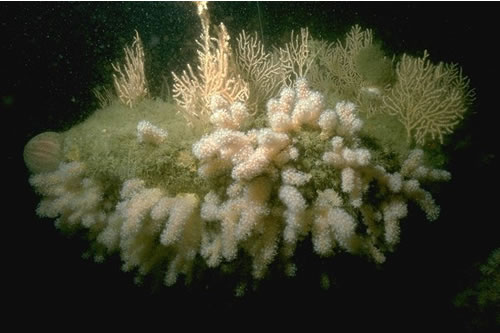 CR.HCR.XFA.ByErSp.Eun Eunicella verrucosa and Pentapora foliacea on wave-exposed circalittoral rock, 2 miles S of Plymouth Breakwater. Rohan Holt© JNCC