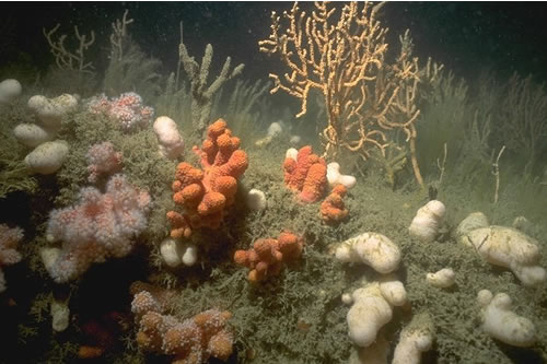 CR.HCR.XFA.ByErSp.Eun Eunicella verrucosa and Pentapora foliacea on wave-exposed circalittoral rock, Offshore Pencra Head, Coverack. Rohan Holt© JNCC