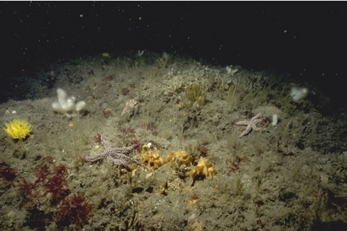 CR.HCR.XFA.ByErSp.DysAct Mixed turf of bryozoans and erect sponges with Dysidea fragilis and Actinothoe sphyrodeta on tide-swept wave-exposed circalittoral rock, N of Jennys Cove, Lundy. Keith Hiscock© JNCC