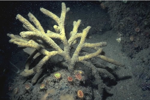 CR.HCR.XFA.ByErSp Bryozoan turf and erect sponges on tide-swept circalittoral rock, Sligneach Mor, Sunart. Rohan Holt© JNCC