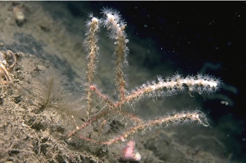 CR.HCR.XFA.SwiLgAs Mixed turf of hydroids and large ascidians with Swiftia pallida and Caryophyllia (Caryophyllia) smithii on weakly tide-swept circalittoral rock, Opposite Gearraidh Mhurchaidh, Loch Seaforth, Lewis. Bernard Picton© JNCC