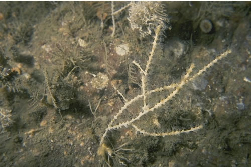 CR.HCR.XFA.SwiLgAs Mixed turf of hydroids and large ascidians with Swiftia pallida and Caryophyllia (Caryophyllia) smithii on weakly tide-swept circalittoral rock, Pinnacle in mouth of Loch Craignish. Mark Davies© JNCC