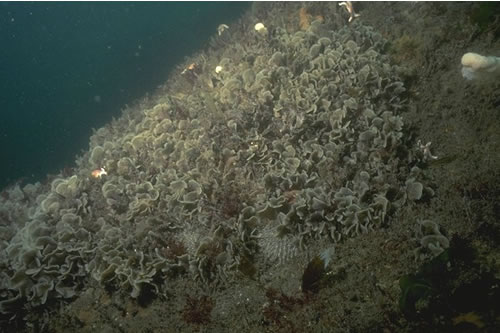 CR.HCR.XFA.FluCoAs.SmAs Flustra foliacea, small solitary and colonial ascidians on tide-swept circalittoral bedrock or boulders, N of Filey Brigg. Eleanor Murray© JNCC