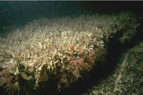 CR.MCR.ECCR.FaAlCr.Flu Flustra foliacea on slightly scoured silty circalittoral rock, W of Neblonga, SW Mainland, Orkney. David Connor© JNCC