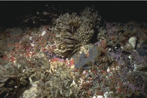 CR.HCR.XFA.FluCoAs.SmAs Flustra foliacea, small solitary and colonial ascidians on tide-swept circalittoral bedrock or boulders, E of Start Point, North Sanday. ANON© JNCC