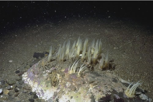 CR.MCR.ECCR.UrtScr Urticina felina and sand-tolerant fauna on sand-scoured or covered circalittoral rock, Outer Aberdaran Bay. Keith Hiscock© JNCC