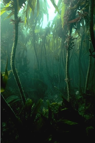 IR.MIR.KR.LhypT Laminaria hyperborea on tide-swept, infralittoral rock, Meikle Spiker, Dunbar. Paul Brazier© JNCC