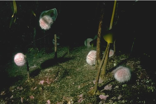 IR.MIR.KR.Lhyp.GzPk Grazed Laminaria hyperborea park with coralline crusts on lower infralittoral rock, S of Skrowa Skerry, SW Mainland, Orkney. Keith Hiscock© JNCC