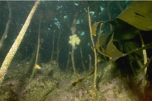 IR.MIR.KR.Lhyp.GzPk Grazed Laminaria hyperborea park with coralline crusts on lower infralittoral rock, Headland near Geodh a' Bhodaich, Loch Ewe. Rohan Holt© JNCC
