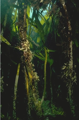 IR.MIR.KR.Lhyp.Ft Laminaria hyperborea forest and foliose red seaweeds on moderately exposed upper infralittoral rock, SW of Northern Hares. Sue Hiscock© JNCC