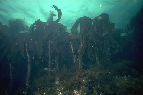 IR.MIR.KR.Lhyp.Ft Laminaria hyperborea forest and foliose red seaweeds on moderately exposed upper infralittoral rock, Sron na H-Airde, Loch Gairloch. Rohan Holt© JNCC