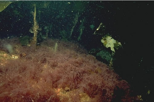IR.HIR.KFAR.LhypR.Pk Laminaria hyperborea park with dense foliose red seaweeds on exposed lower infralittoral rock, Entrance, Loch Brittle, Skye. Dan Laffoley© JNCC