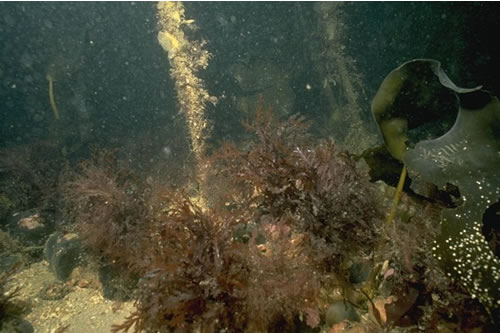 IR.HIR.KFAR.LhypR.Pk Laminaria hyperborea park with dense foliose red seaweeds on exposed lower infralittoral rock, W of Aird Reamhar, Loch Tarbert, Jura. Christine Howson© JNCC