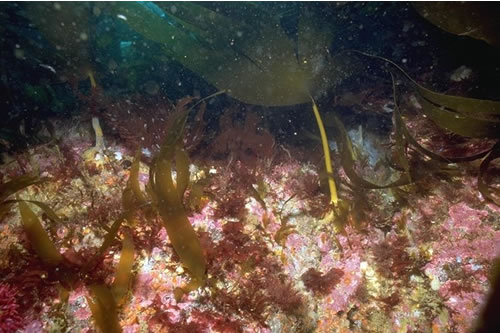 IR.MIR.KR.Lhyp.Pk Laminaria hyperborea park and foliose red seaweeds on moderately exposed lower infralittoral rock, SE Eddystone Rock, Plymouth. Paul Brazier© JNCC