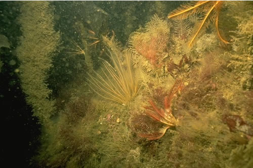 IR.MIR.KR.LhypT.Ft Laminaria hyperborea forest, foliose red seaweeds and a diverse fauna on tide-swept upper infralittoral rock, Pinnacle in mouth of Loch Craignish. Christine Howson© JNCC