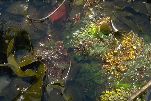 IR.MIR.KR.Ldig.Ldig Laminaria digitata on moderately exposed sublittoral fringe bedrock, Auliston Point, Loch Sunart. Dale Rostron© JNCC