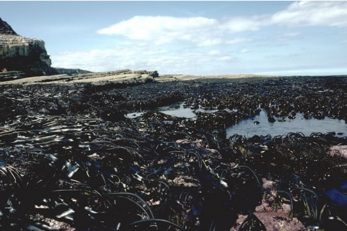 IR.MIR.KR.Ldig Laminaria digitata on moderately exposed sublittoral fringe rock, Thornwick Bay, Flamborough Head. Paul Brazier© JNCC